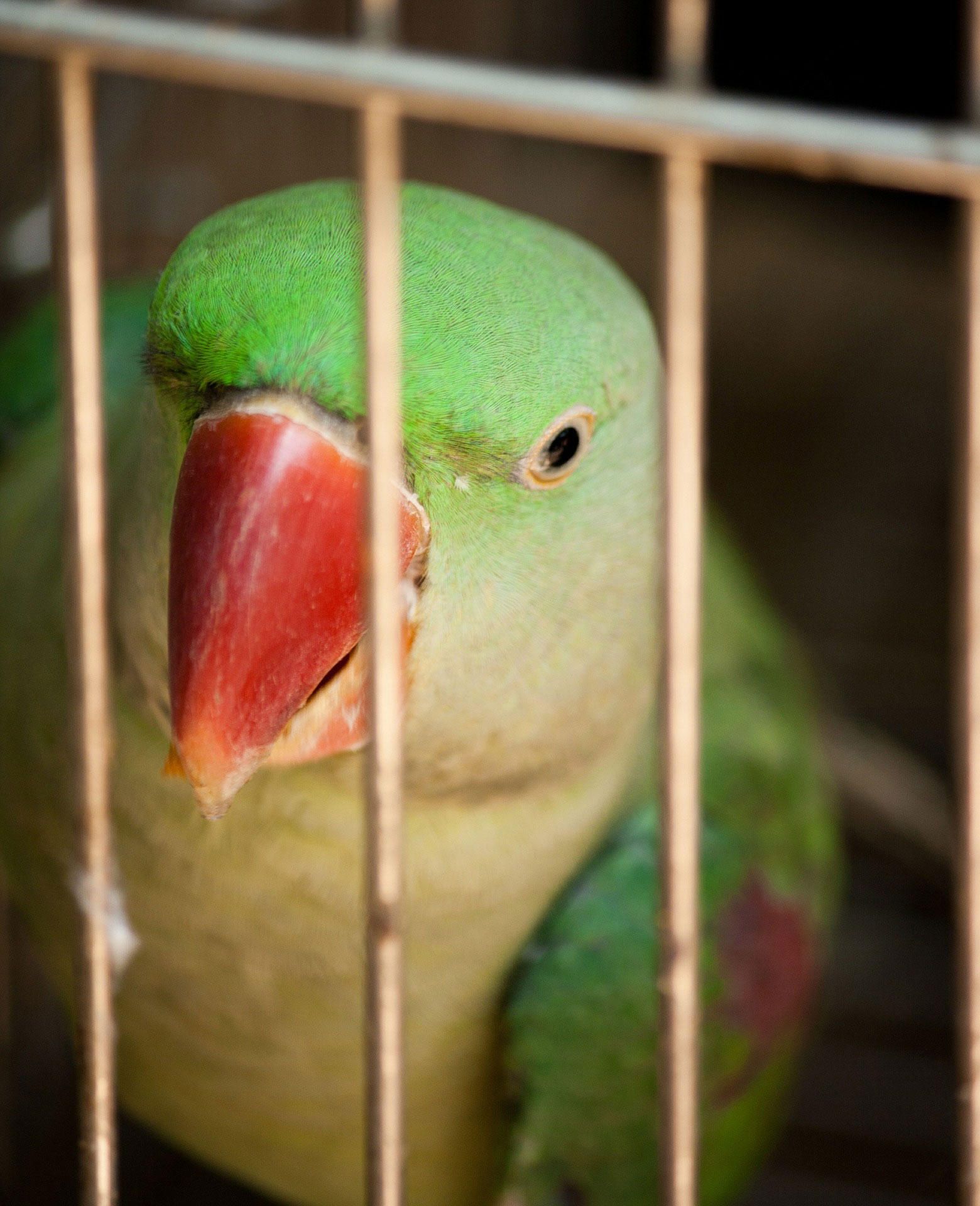 Foto uccello in cattivitA 